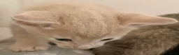 Siamese cats for sale: Adorable GCCF reg Siamese and Oriental kittens - Advert 5
