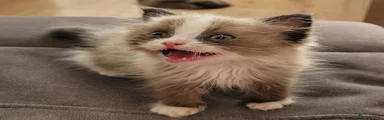 Ragdoll 1