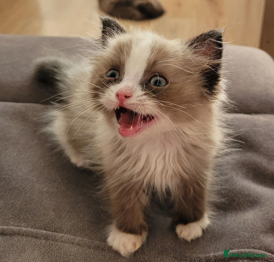 Ragdoll cats for sale: Male Ragdoll kitten AVAILABLE NOW - Advert 8