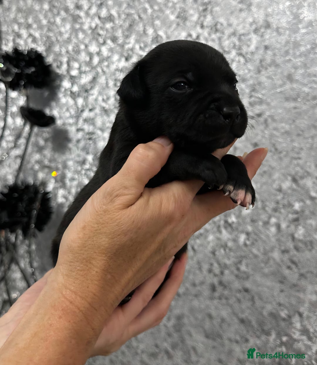Staffordshire Bull Terrier dogs for sale: KC Staffordshire Bull Terrier Puppies 🖤 - Image 21