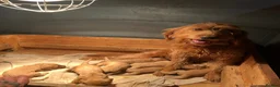 Labradoodle dogs for sale: Labradoodle Fox Red ♥️ - Advert 23