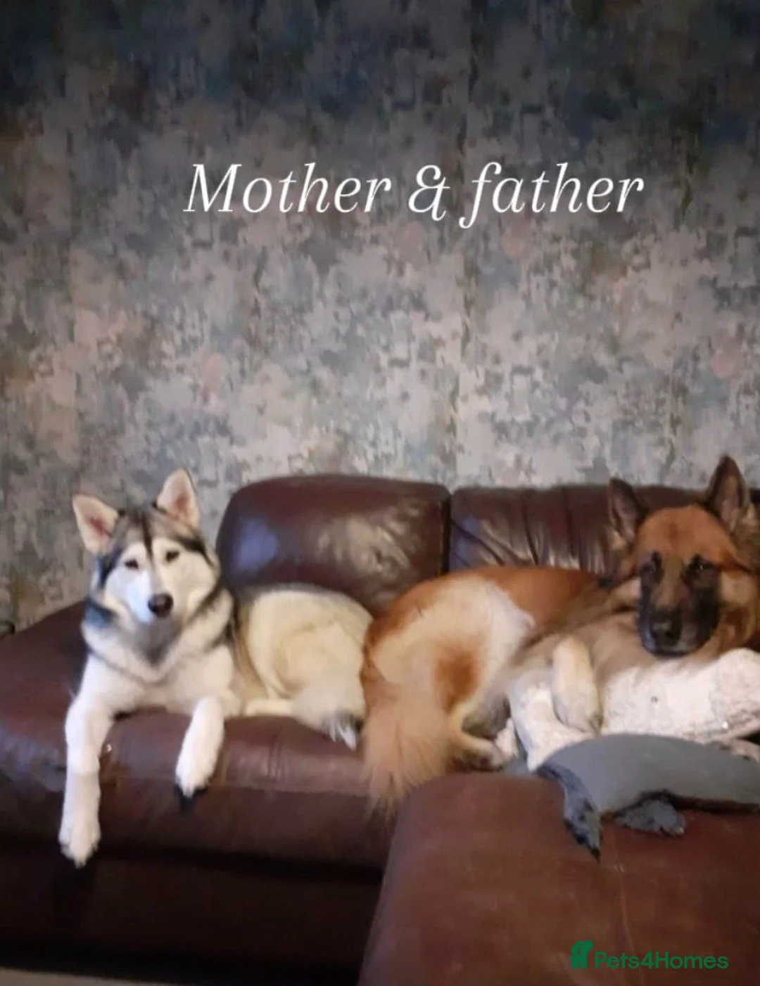 Mixed Breed dogs for sale: Northern Inuit X gsd pups - Advert 10