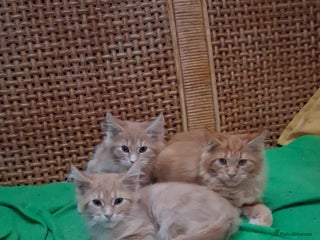 Maine Coon cats - Advert 6