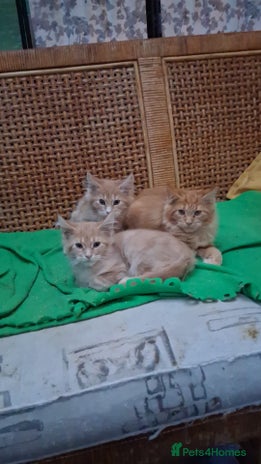 Maine Coon cats - Advert 2