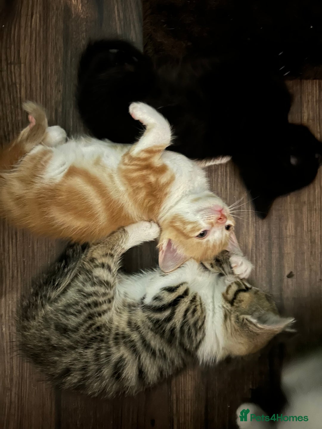 British Shorthair cats for sale: 4 kittens for sale: 3 girls 1 boy mixed coats  - Image 25