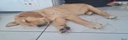 Golden Retriever dogs for sale: Stunning dark golden retriever puppies for sale - Advert 15