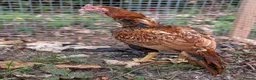 Chickens poultry for sale: Aseel Pair for Sale  - Advert 3