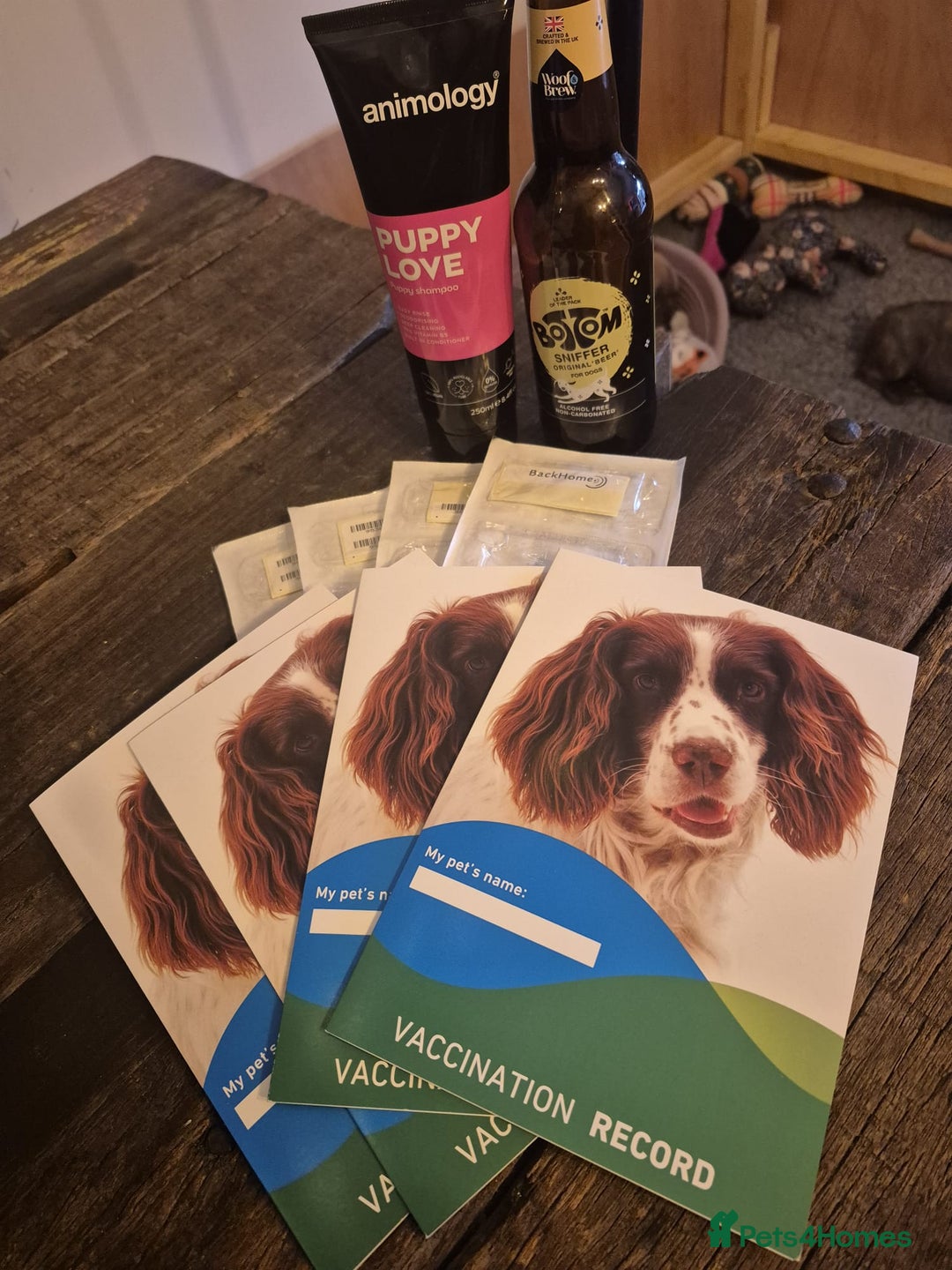 French Bulldog dogs for sale: French Bulldogs  - Advert 4