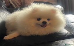 Pomeranian dogs for sale: Gorgeous pure white kc-reg Girl  - Image 4
