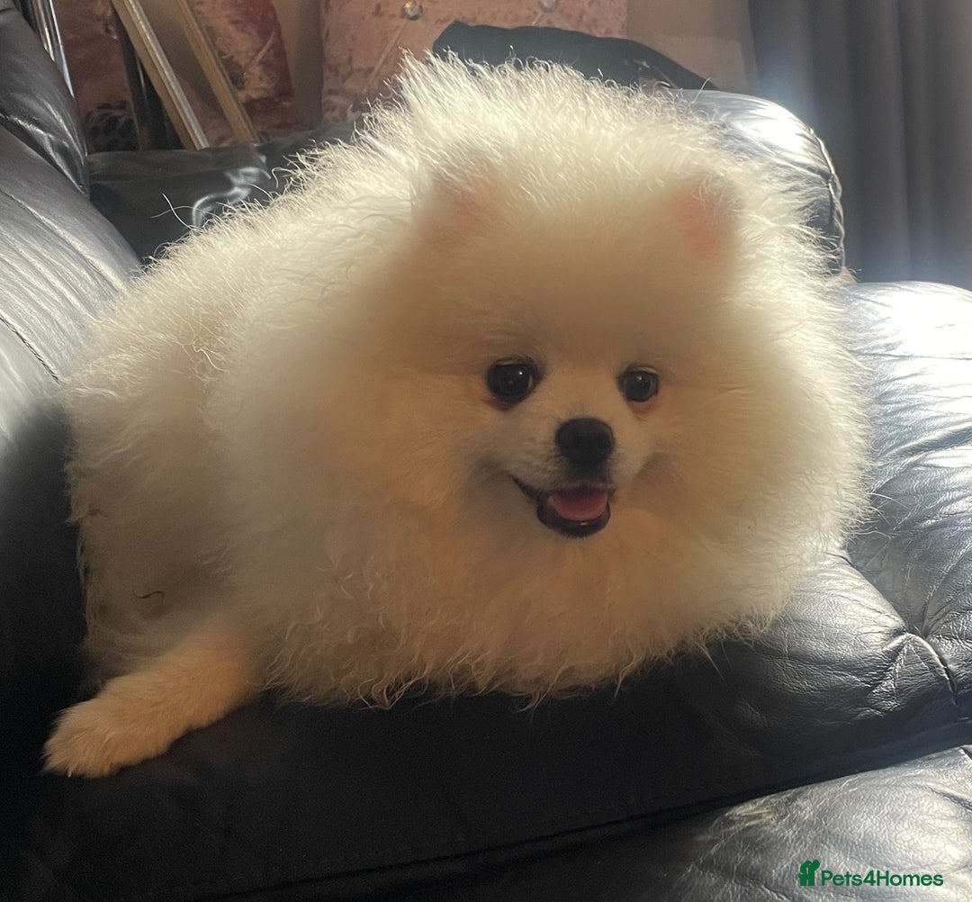 Pomeranian dogs for sale: Gorgeous pure white kc-reg Girl  - Image 4