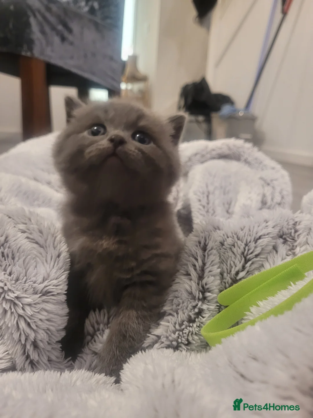 British Shorthair cats for sale: BSH kittens  - Advert 2