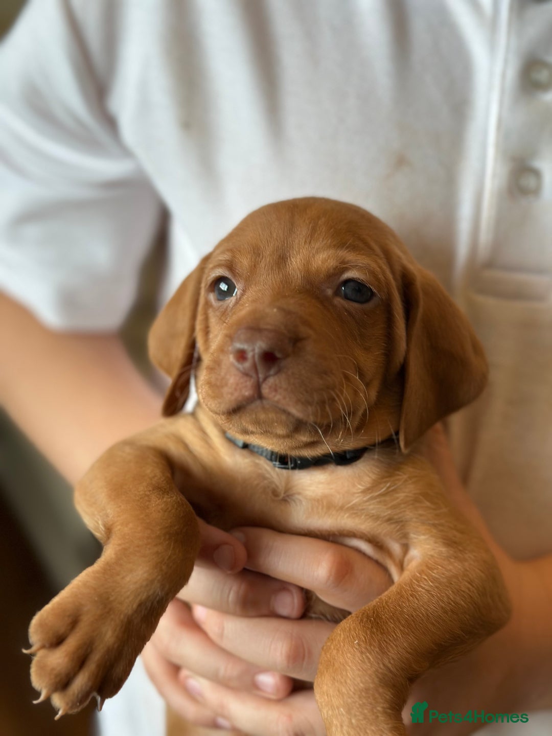 Hungarian Vizsla dogs for sale: Amazing Hungarian vizsla puppies - Image 32