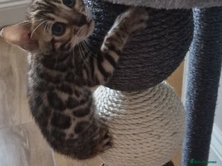 Bengal cats Beautiful kittens 🥰 - Advert 5