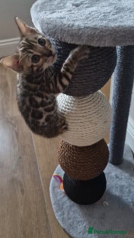 Bengal cats Beautiful kittens 🥰 - Advert 3
