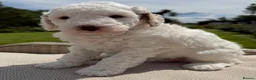 Australian Labradoodle dogs for sale: Miniature Australian Labradoodle Puppies  - Advert 14