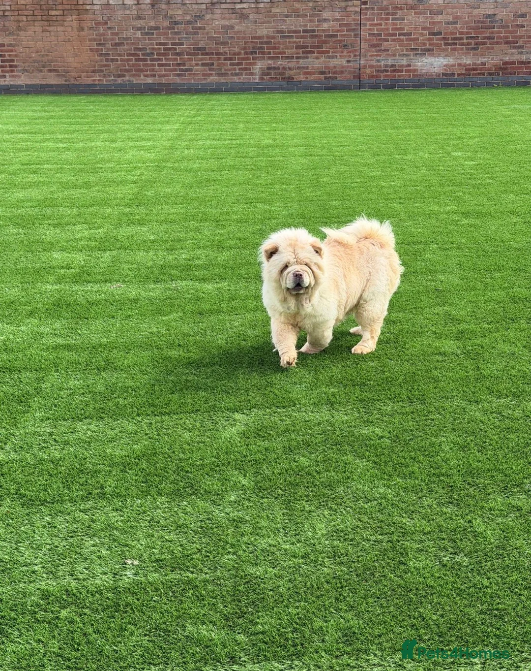 Chow Chow dogs for sale: Chow cow  - Advert 2