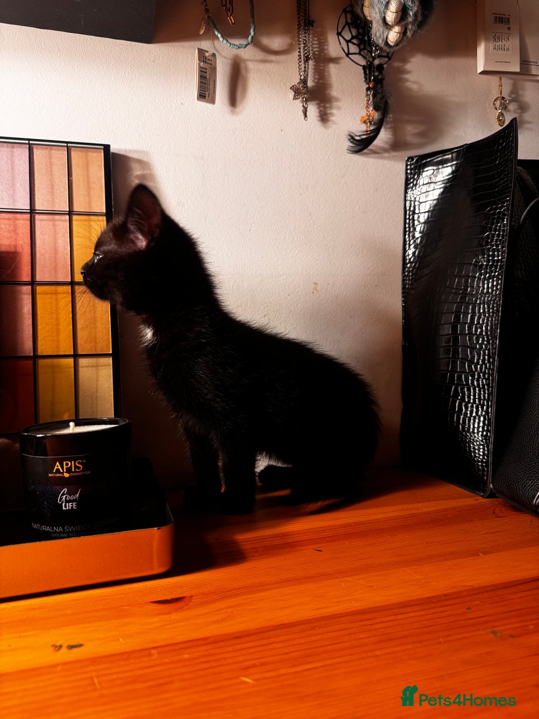 Mixed Breed cats for sale: Four gorgeous mixed breed kittens  - Advert 9