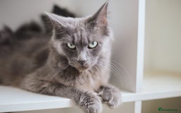 Maine Coon cats for sale: Blue Maine coon kittens  - Advert 10