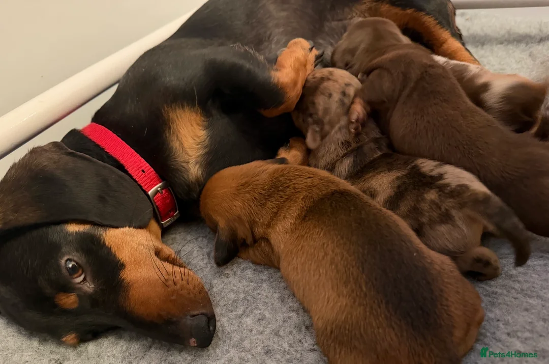 Miniature Dachshund dogs for sale: Gorgeous Miniature Daschund puppies in Hornchurch - Advert 2