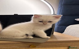 British Shorthair cats for sale: British Shorthair golden and silver - Image 3
