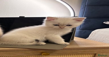 British Shorthair cats - Advert 8