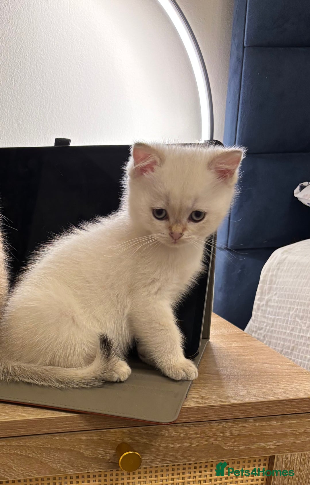 British Shorthair cats for sale: British Shorthair golden and silver - Image 3