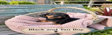 Miniature Dachshund 3