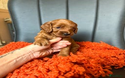 Cockapoo dogs for sale: Red Toy F1B cockapoo  - Image 5