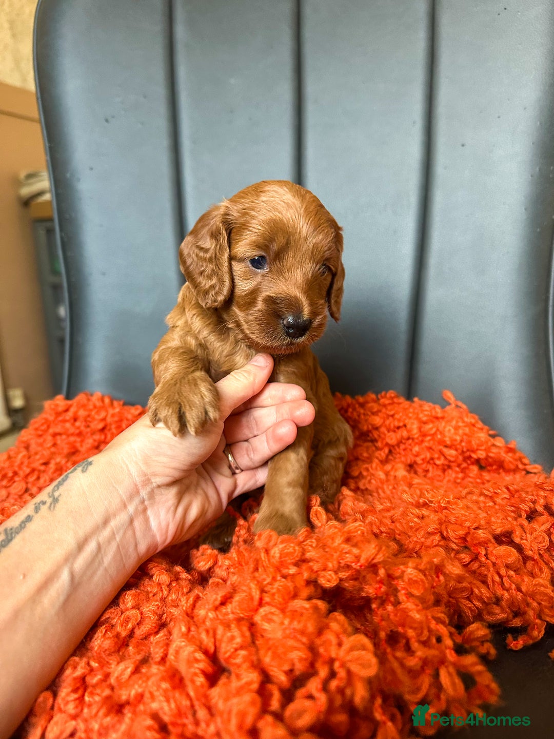 Cockapoo dogs for sale: Red Toy F1B cockapoo  - Image 5