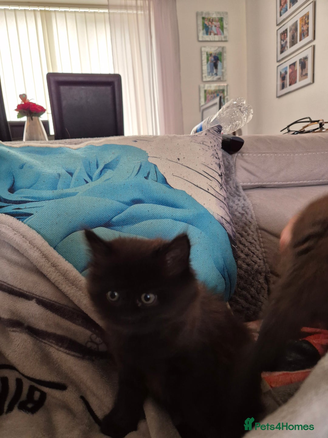 Mixed Breed cats for sale: Gorgeous fluffy chunky little babies  - Image 4