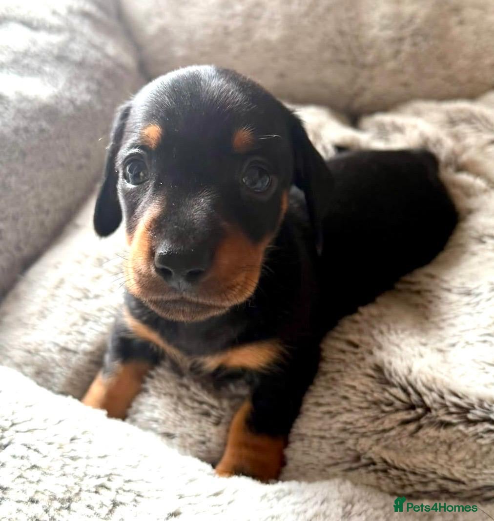 Miniature Dachshund dogs STUNNING SMOOTH HAIR MINI DACHSHUND PUPPIES  - Advert 2
