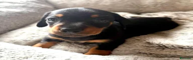 Miniature Dachshund 6