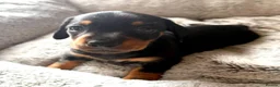 Miniature Dachshund dogs for sale: STUNNING SMOOTH HAIR MINI DACHSHUND PUPPIES  - Advert 2