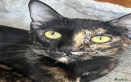 Mixed Breed cats for adoption: Bonded Sisters Lana and Reya 💕 - Image 7