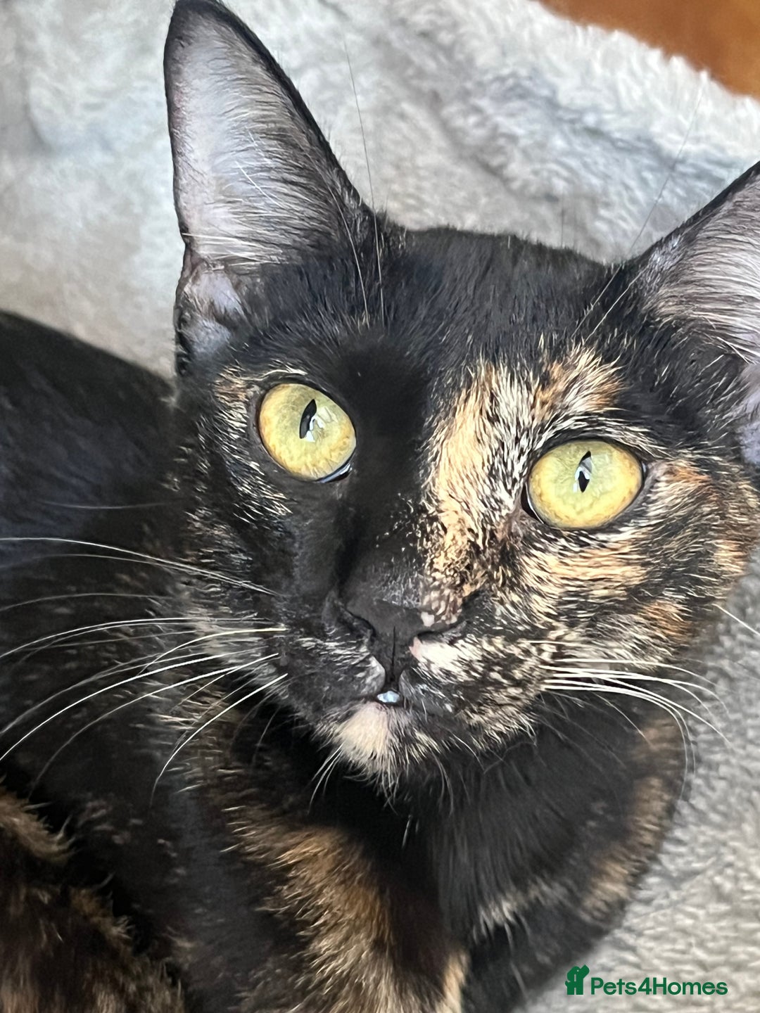 Mixed Breed cats for adoption: Bonded Sisters Lana and Reya 💕 - Image 7