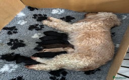 Cockapoo dogs for sale: 2 cockapoo girls - Image 1