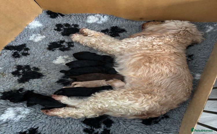 Cockapoo dogs - Advert 1