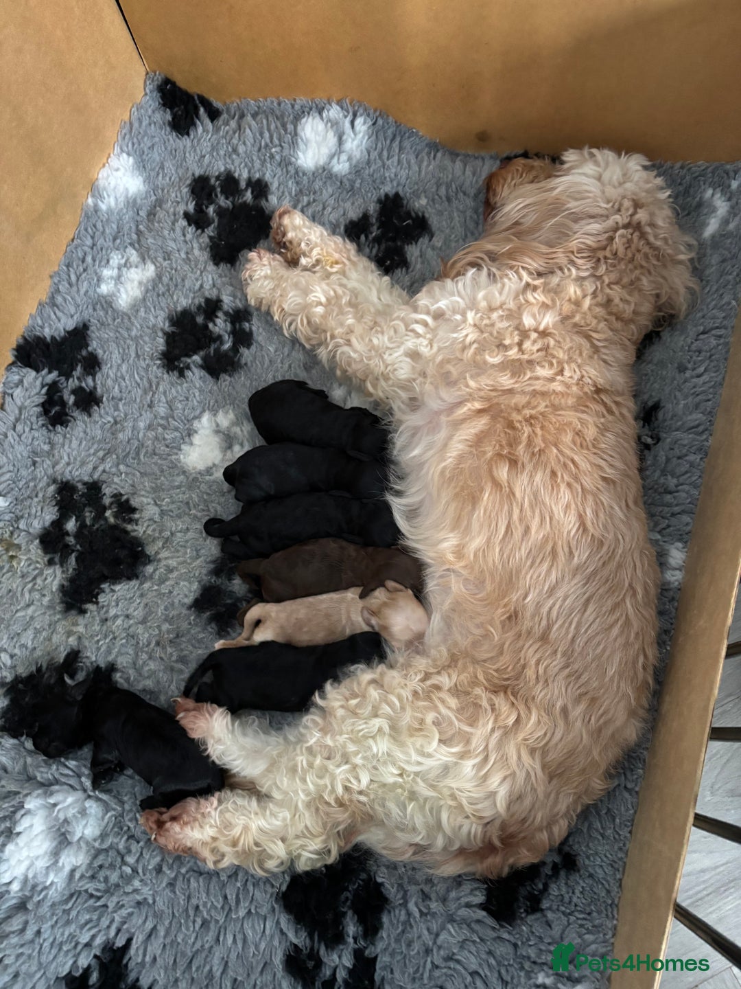 Cockapoo dogs for sale: 2 cockapoo girls - Image 1