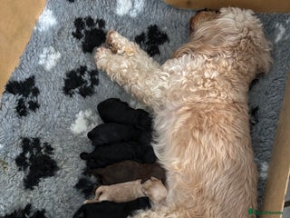 Cockapoo dogs for sale - Advert 1