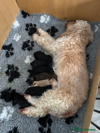 Cockapoo dogs - Advert 1