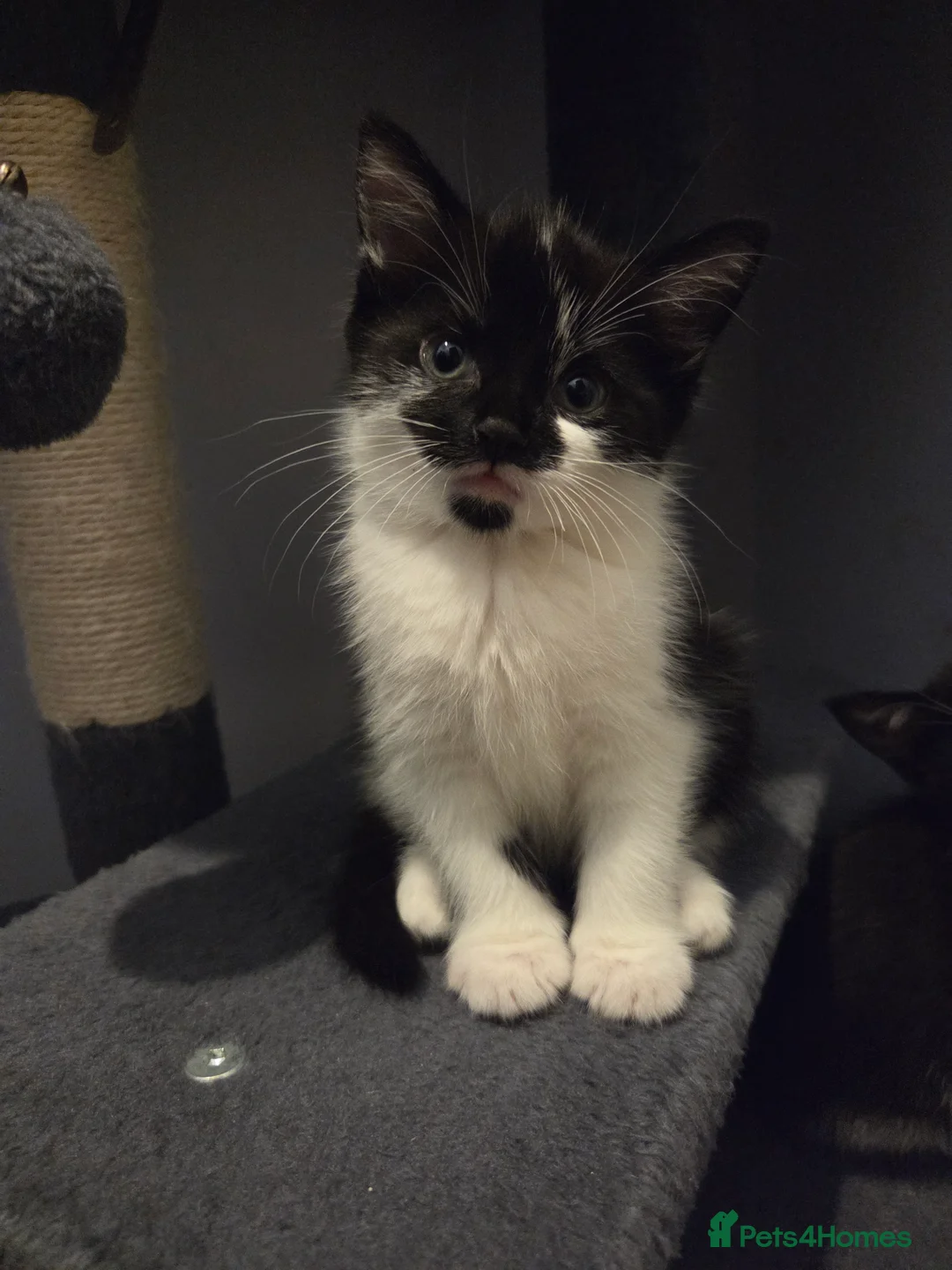 Mixed Breed cats for sale: Cute mixed breed kittens  - Advert 6