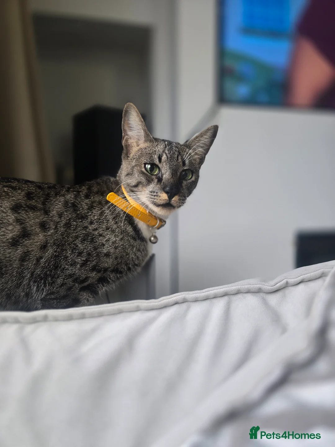 Bengal cats for sale: 🌟 Savannah × Snow Bengal Kittens 🌟 RARE - Advert 15