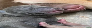 Shar Pei 5