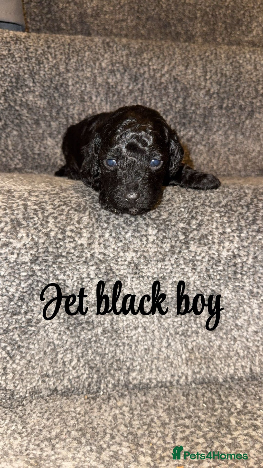 Cavapoo dogs for sale: Unusual true toy cavapoo  - Advert 6