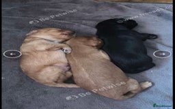 Cockapoo dogs for sale: Exceptional F2 cockapoo puppies available - Image 14
