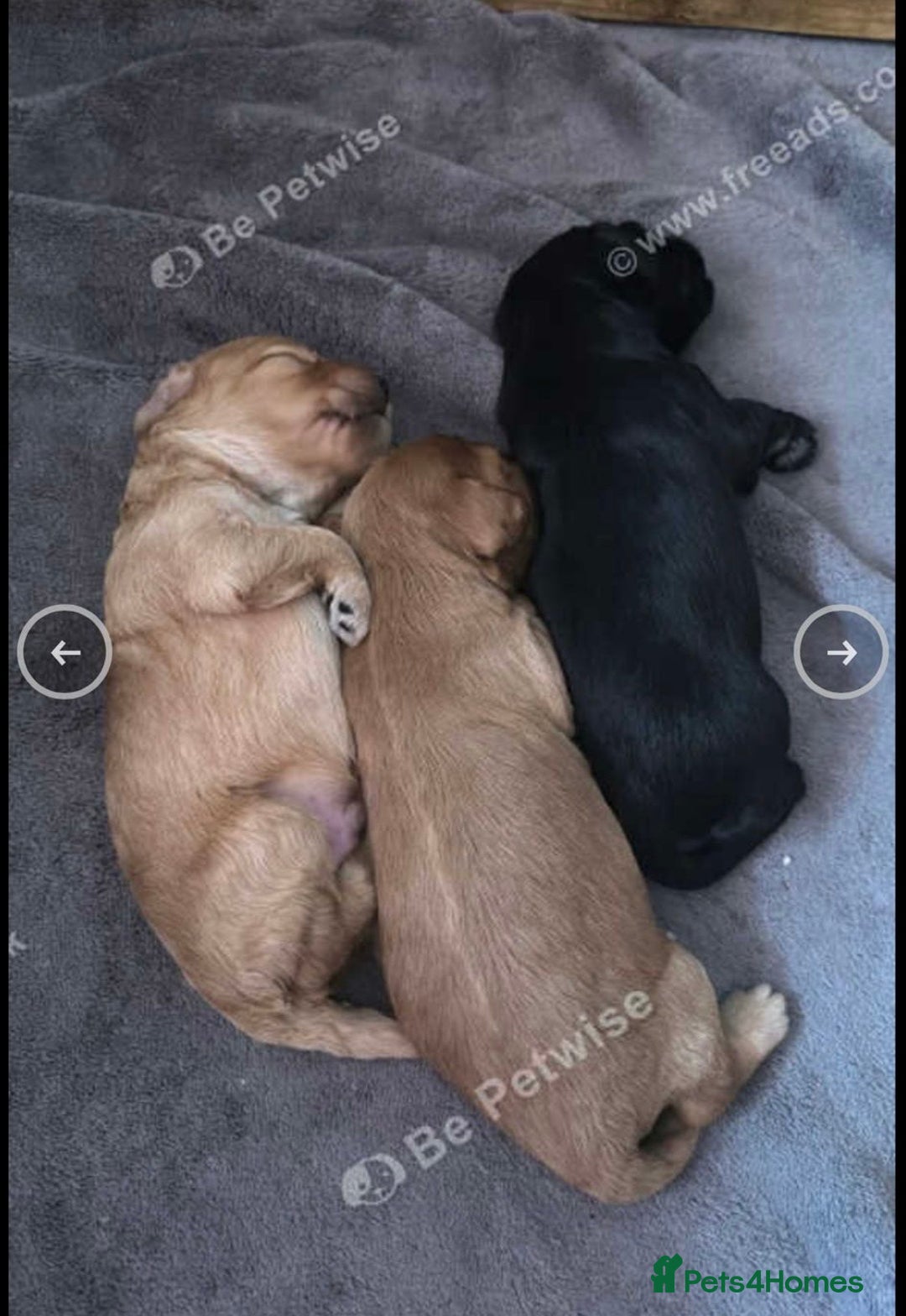 Cockapoo dogs for sale: Exceptional F2 cockapoo puppies available - Image 14