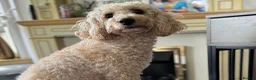 Miniature Poodle dogs for sale: Pedegree miniature poodle boy - Advert 1