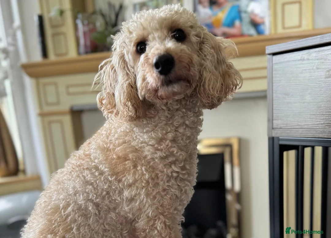 Miniature Poodle dogs for sale: Pedegree miniature poodle boy - Advert 1