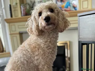 Miniature Poodle dogs Pedegree miniature poodle boy - Advert 5