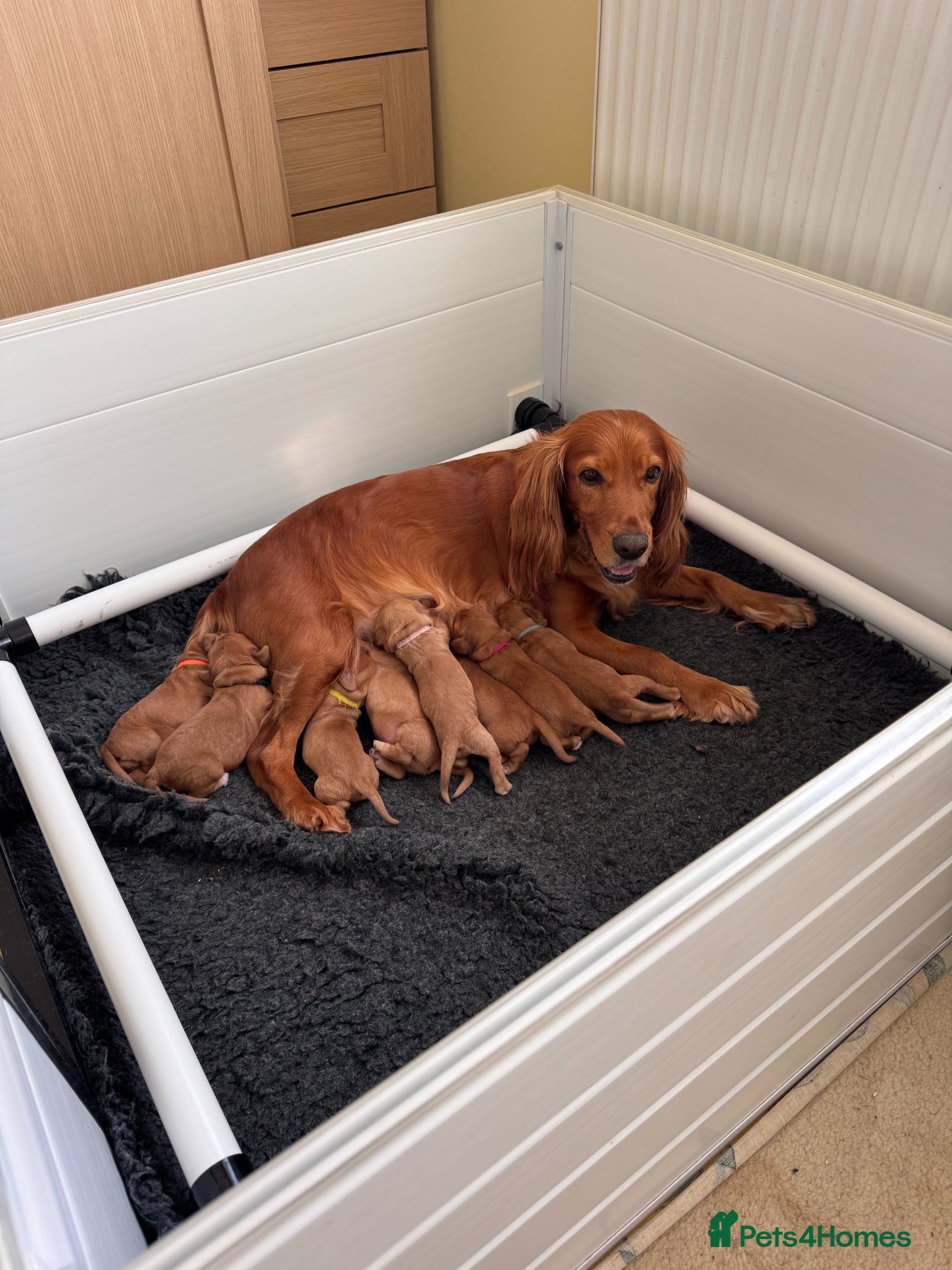 Cocker Spaniel dogs KC Reg fully health tested red/golden w/cockers - Advert 1